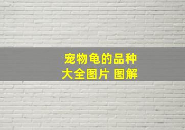 宠物龟的品种大全图片 图解